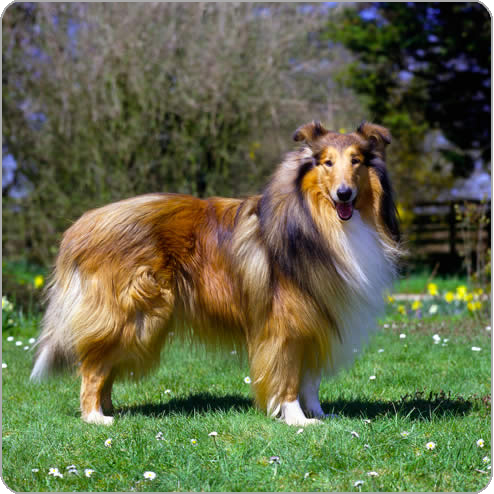 HQ Rough Collie Wallpapers | File 176.02Kb