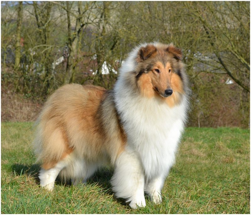 HQ Rough Collie Wallpapers | File 129.69Kb