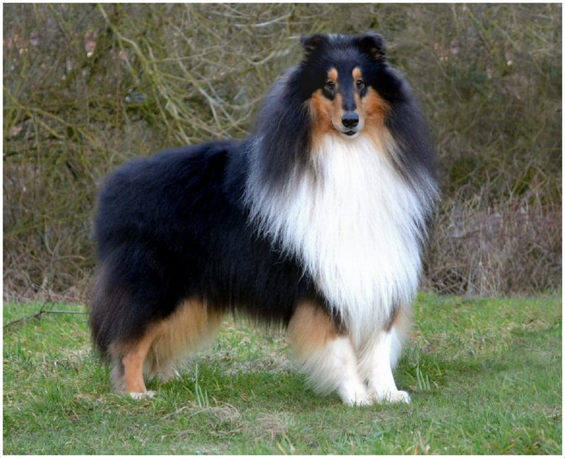 Rough Collie Backgrounds on Wallpapers Vista