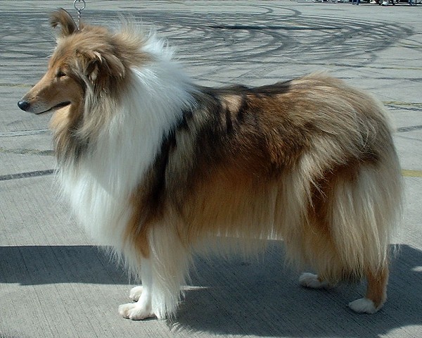 HQ Rough Collie Wallpapers | File 93.04Kb