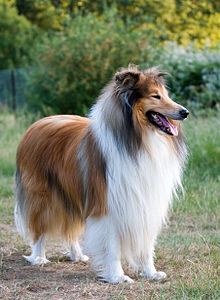 Nice Images Collection: Rough Collie Desktop Wallpapers