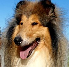 Rough Collie High Quality Background on Wallpapers Vista
