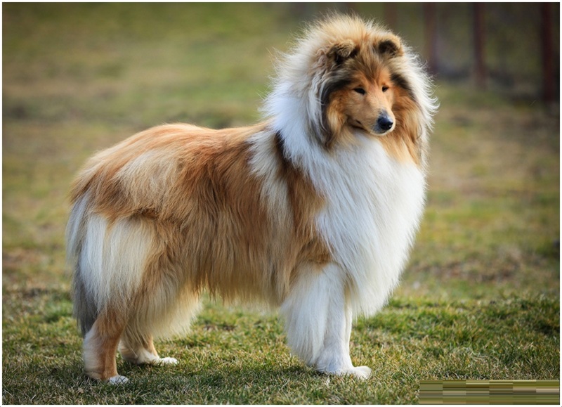 Nice wallpapers Rough Collie 800x579px