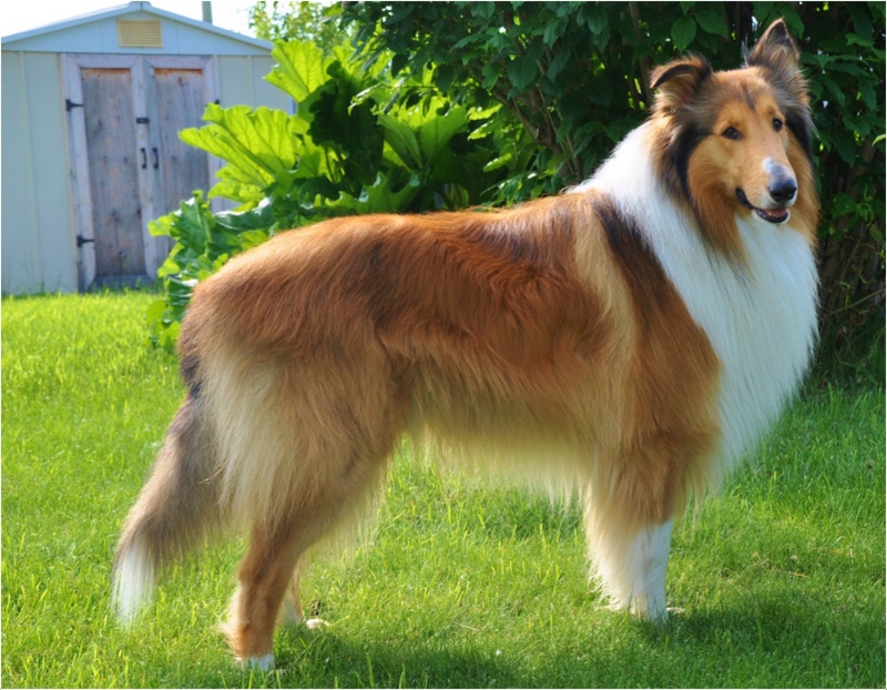 HD Quality Wallpaper | Collection: Animal, 800x622 Rough Collie