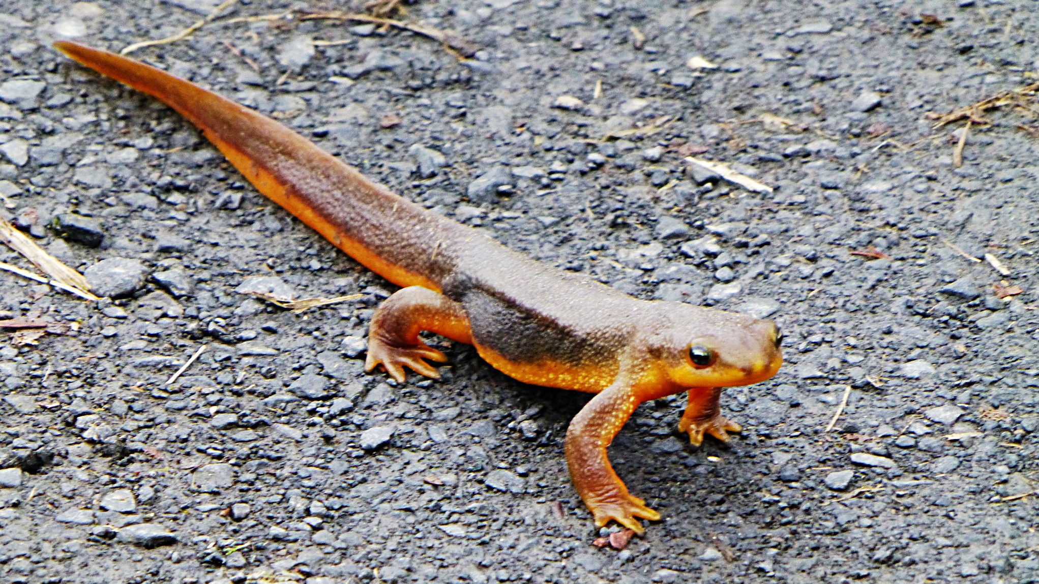 Images of Rough-skinned Newt | 2043x1149