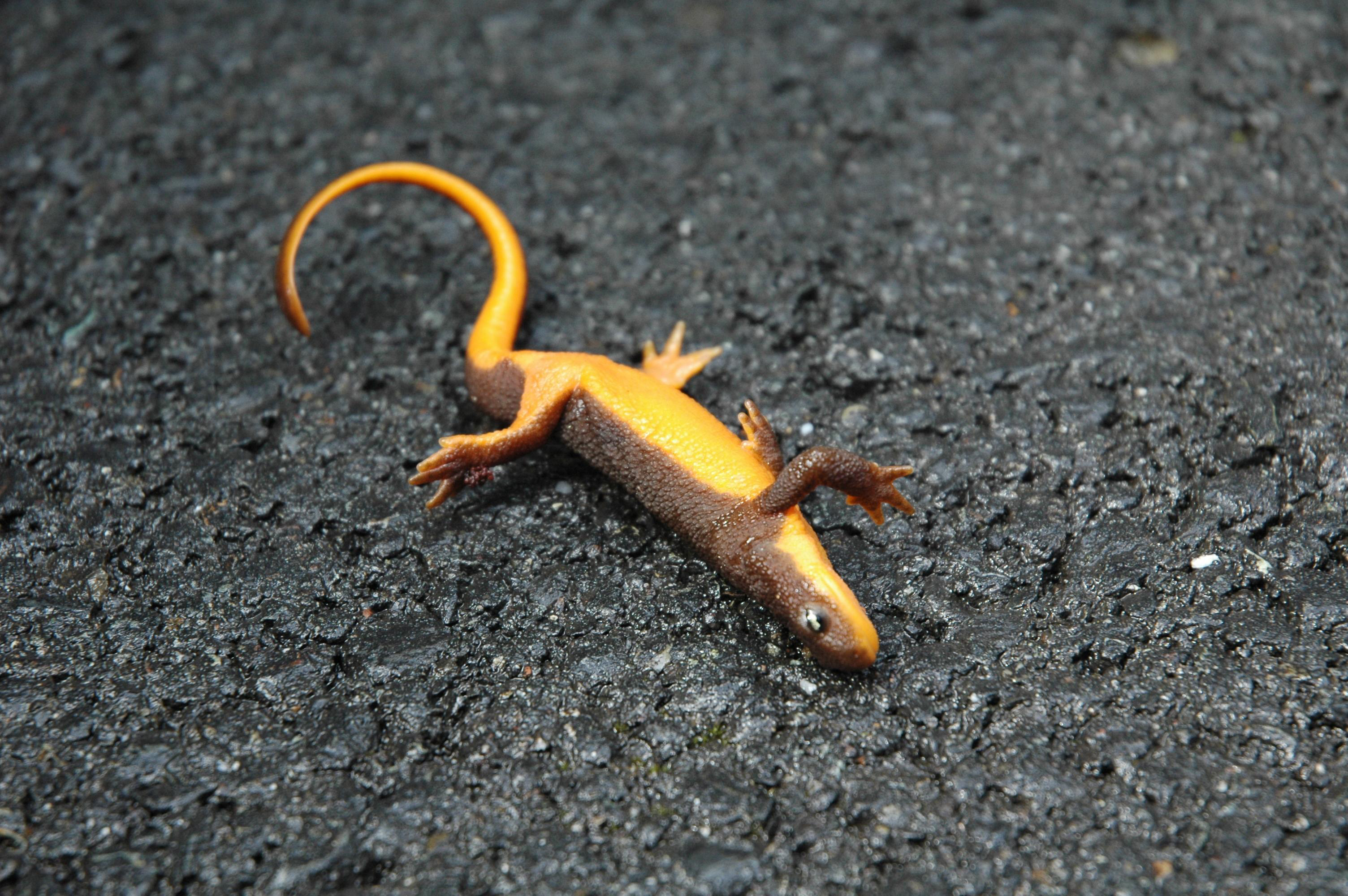 Nice wallpapers Rough-skinned Newt 3008x2000px