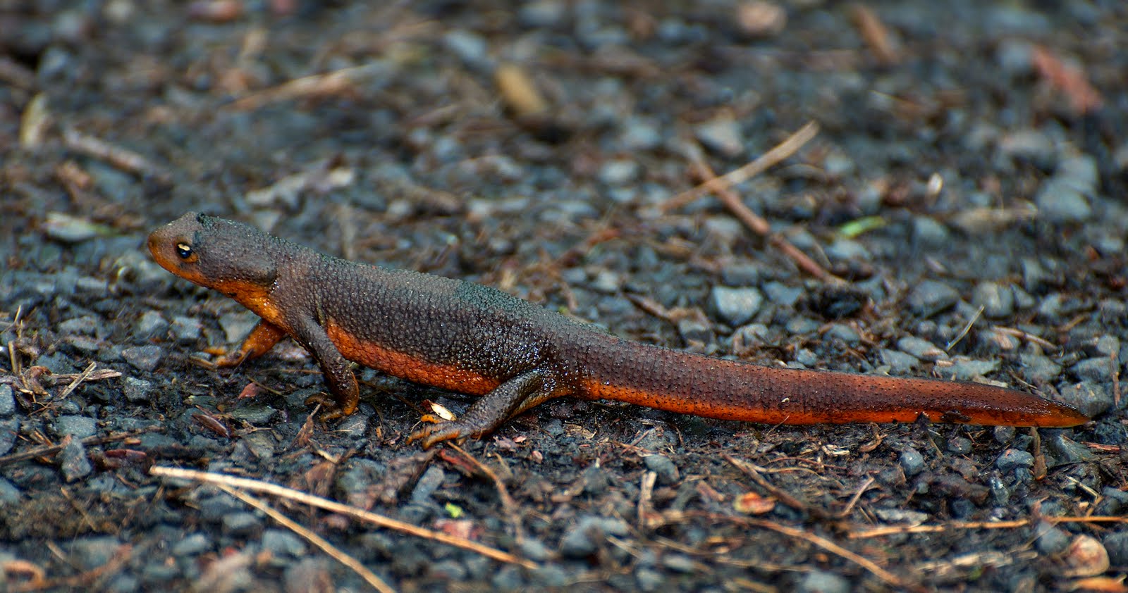 Rough-skinned Newt Backgrounds on Wallpapers Vista