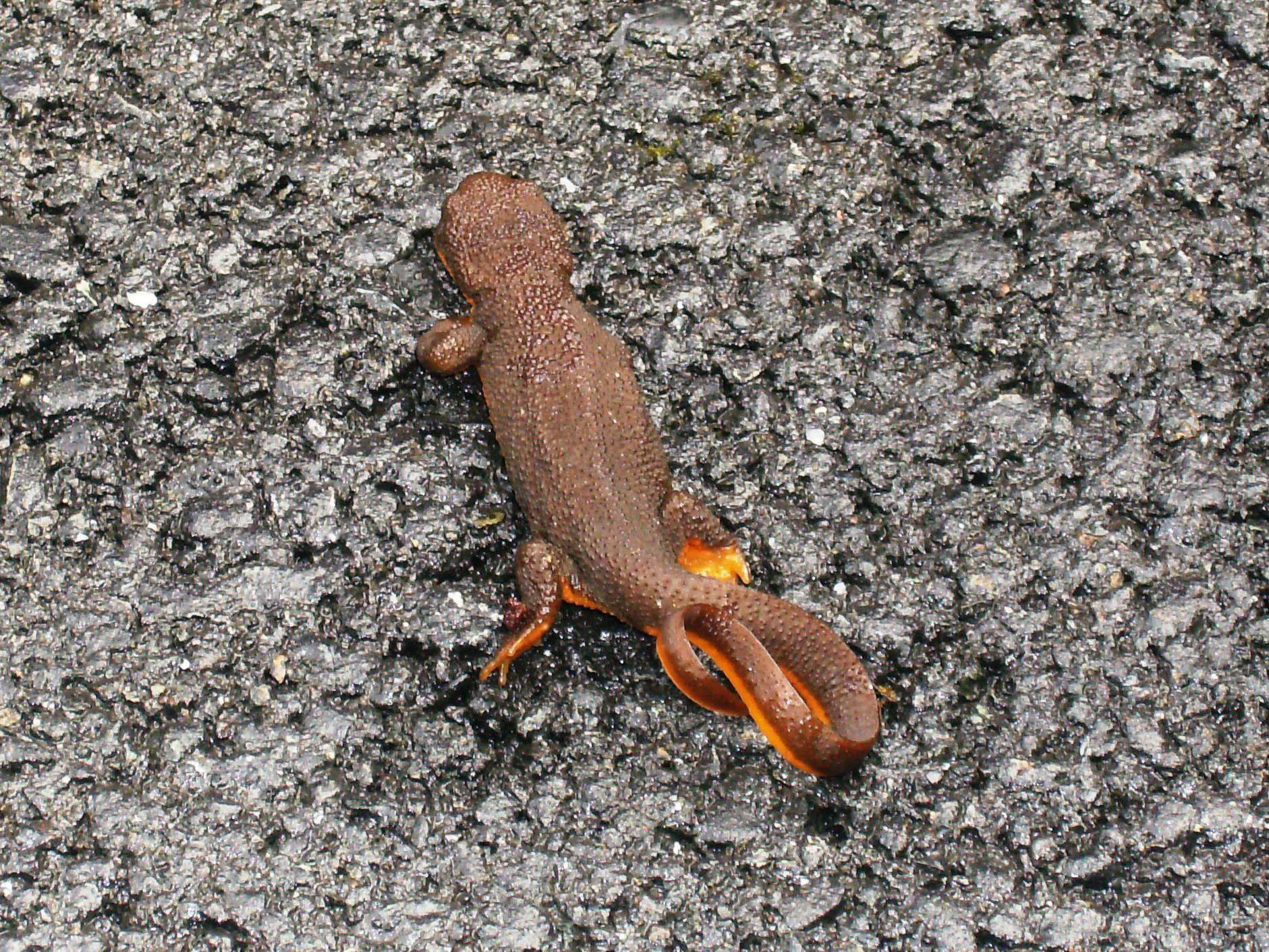 Nice wallpapers Rough-skinned Newt 1881x1411px