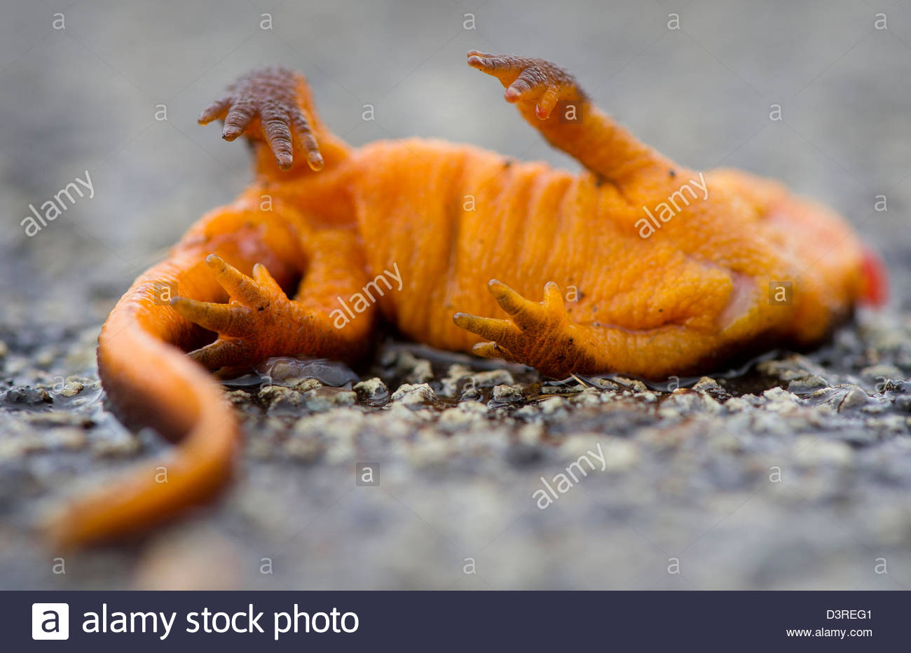 HD Quality Wallpaper | Collection: Animal, 1300x932 Rough-skinned Newt