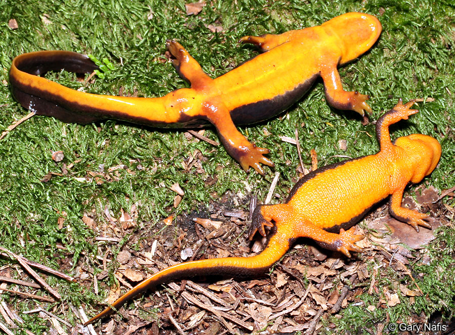 Rough-skinned Newt Backgrounds, Compatible - PC, Mobile, Gadgets| 900x663 px