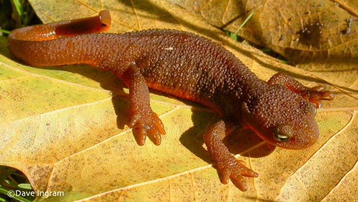 Nice wallpapers Rough-skinned Newt 700x395px