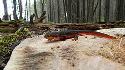 247x139 > Rough-skinned Newt Wallpapers