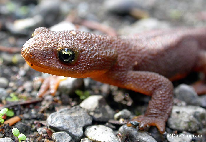 700x483 > Rough-skinned Newt Wallpapers