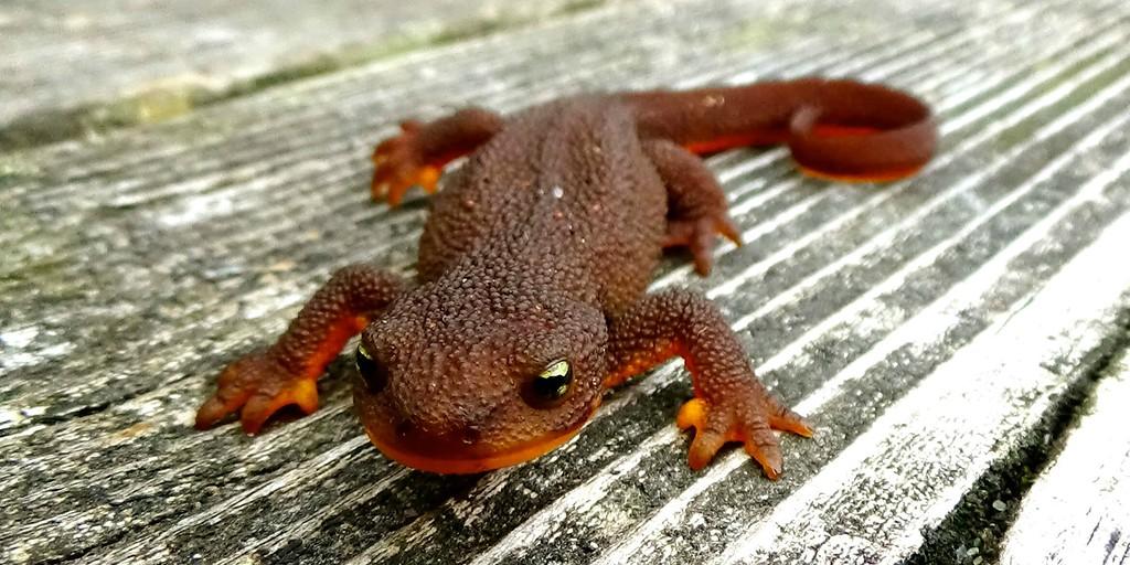 Rough-skinned Newt Backgrounds on Wallpapers Vista