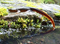 Rough-skinned Newt Pics, Animal Collection