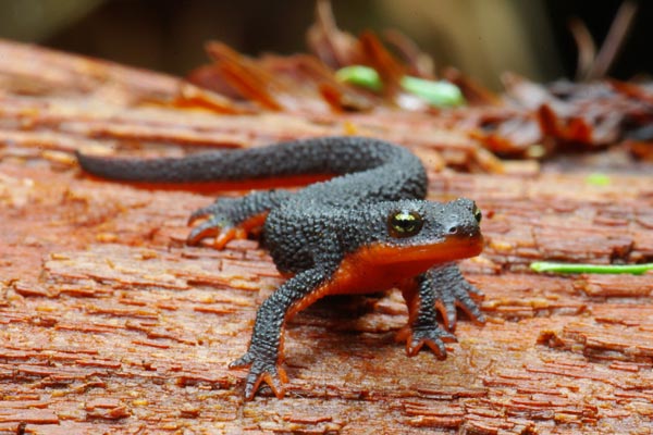 Nice Images Collection: Rough-skinned Newt Desktop Wallpapers