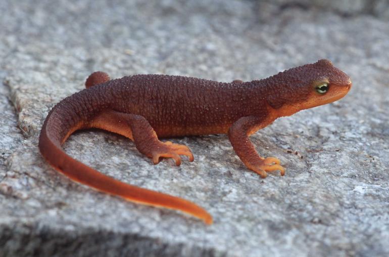Nice wallpapers Rough-skinned Newt 770x508px