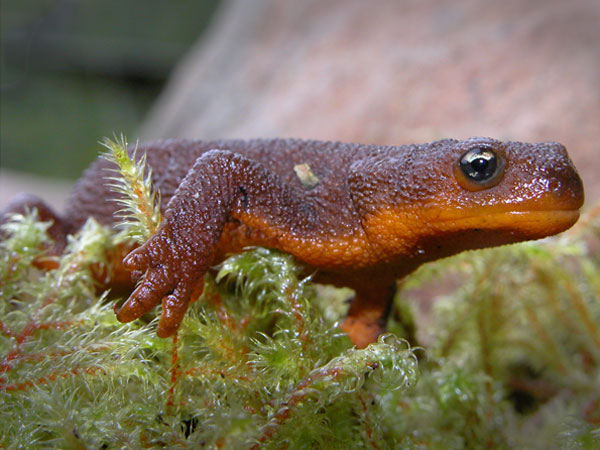 Amazing Rough-skinned Newt Pictures & Backgrounds