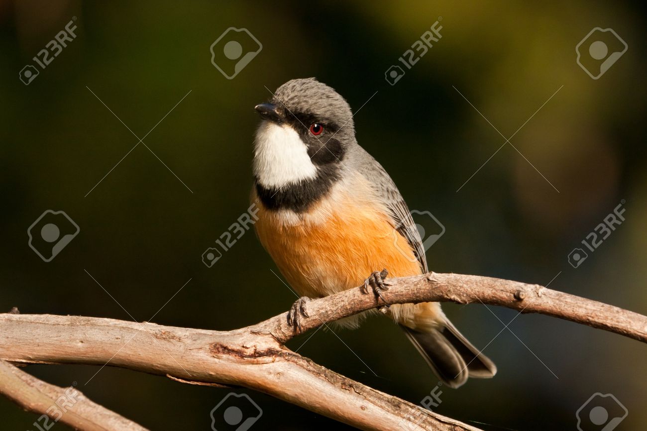 HQ Rufous Whistler Wallpapers | File 116.01Kb