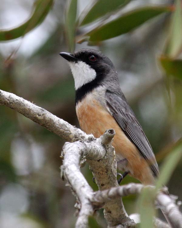 600x750 > Rufous Whistler Wallpapers