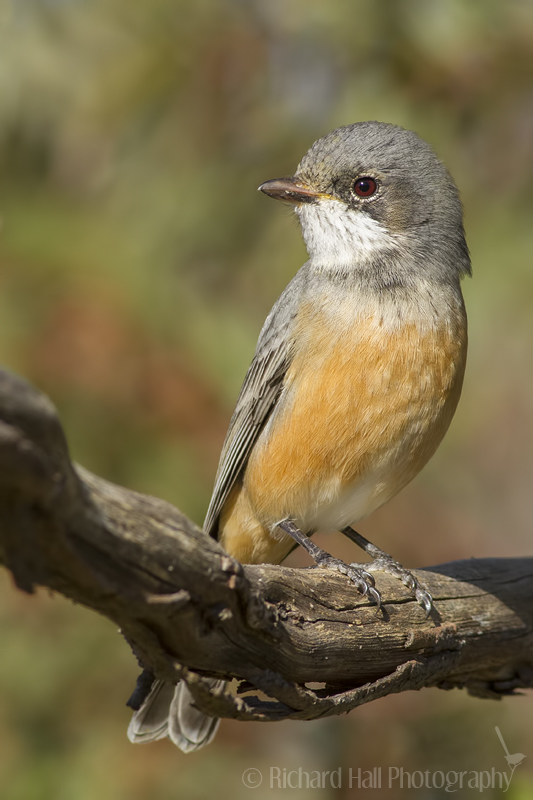 Nice wallpapers Rufous Whistler 533x800px