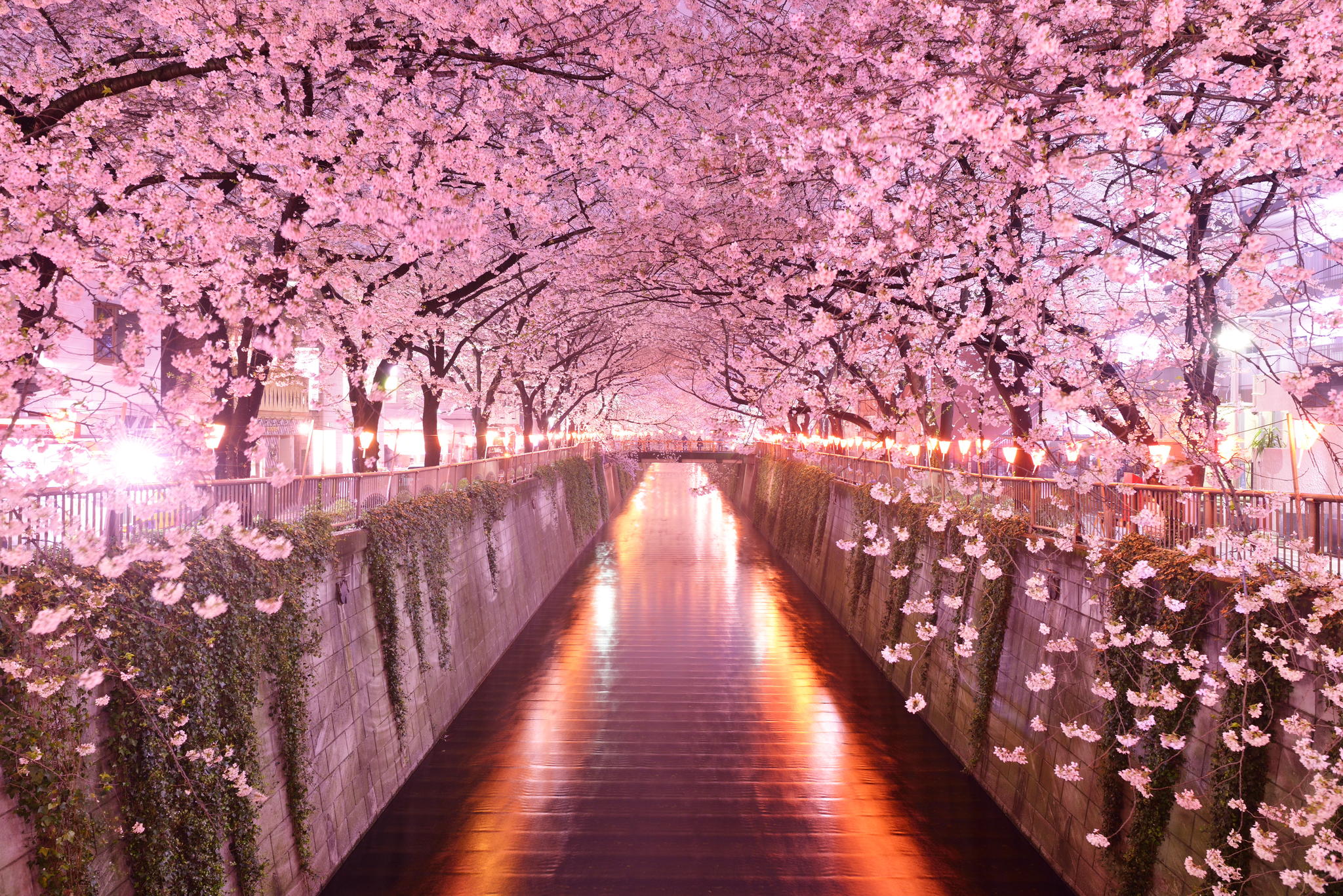 Nice Images Collection: Sakura Desktop Wallpapers