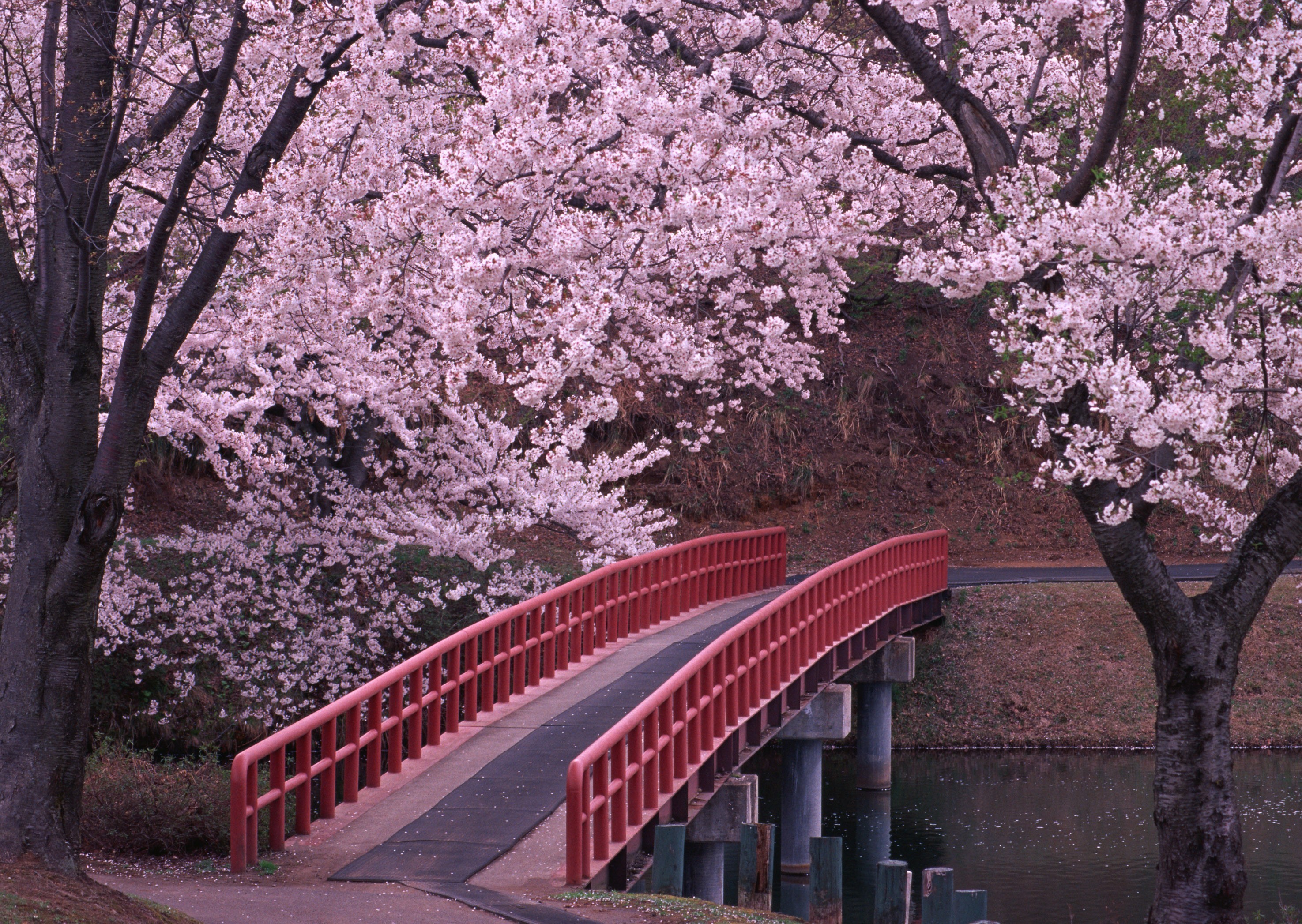 Images of Sakura | 2950x2094