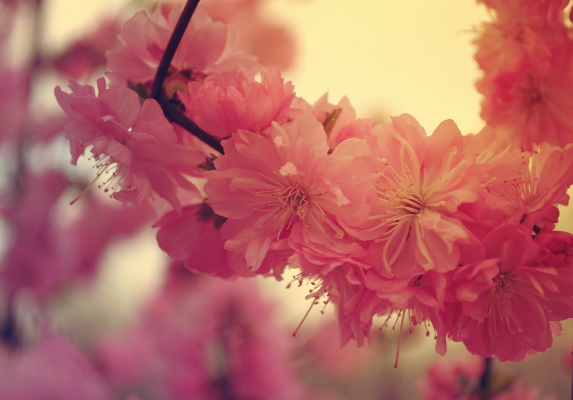 Images of Sakura | 1920x1341