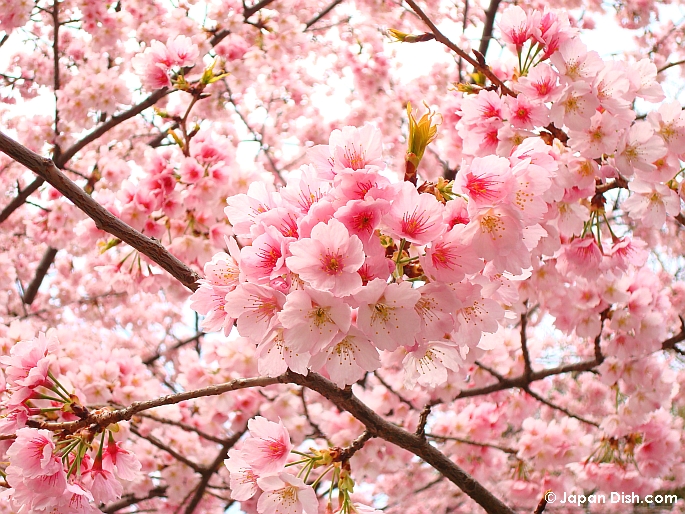Amazing Sakura Pictures & Backgrounds