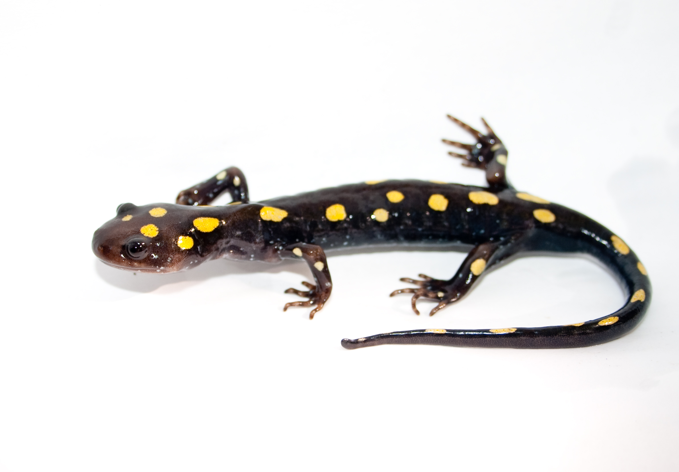 Salamander #6