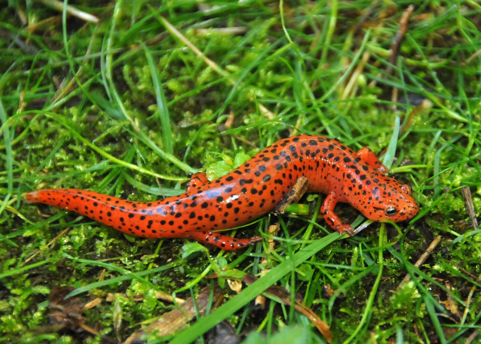 Salamander Pics, Animal Collection