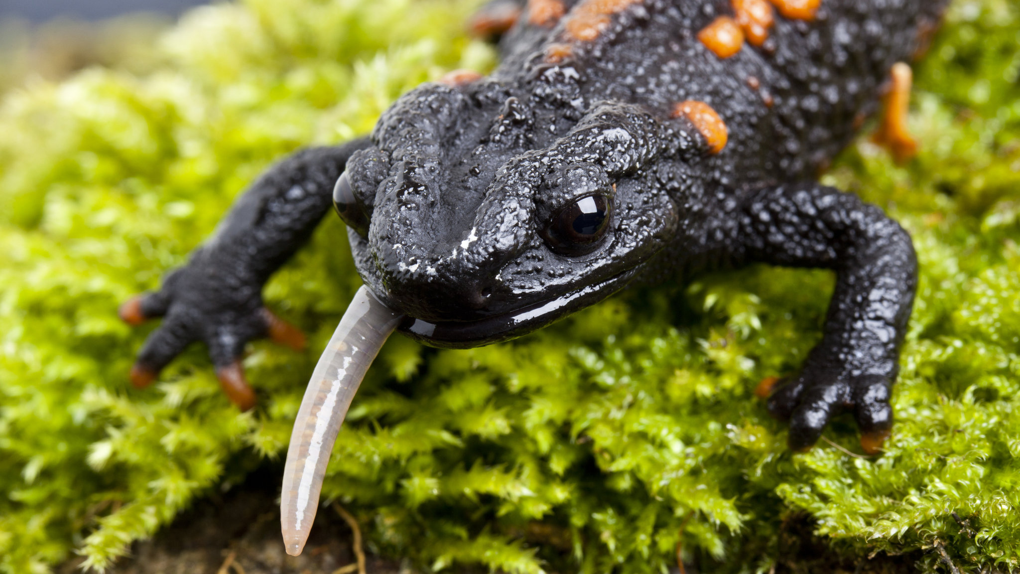 Salamander #1