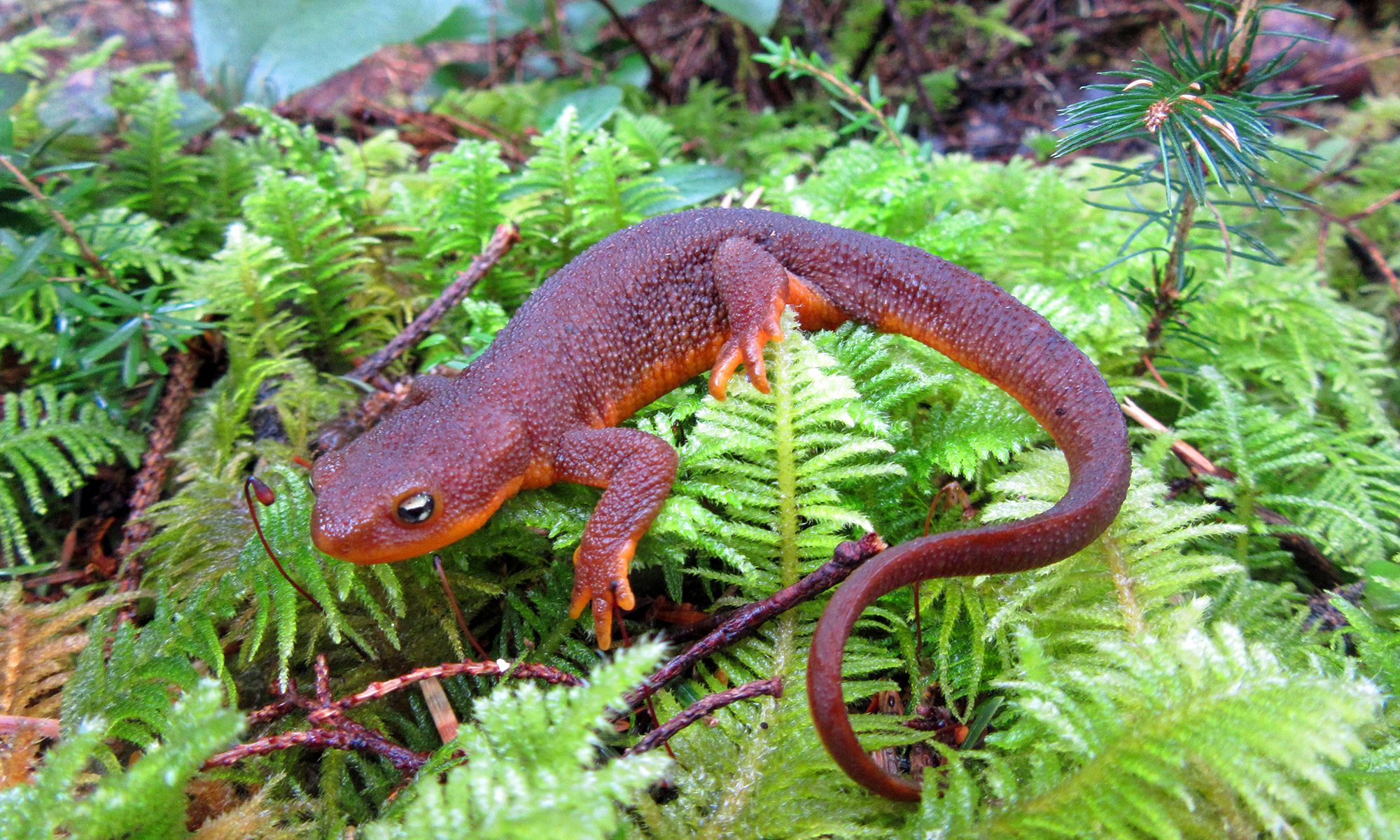 Images of Salamander | 2000x1200