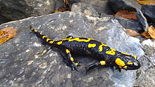 Salamander Pics, Animal Collection