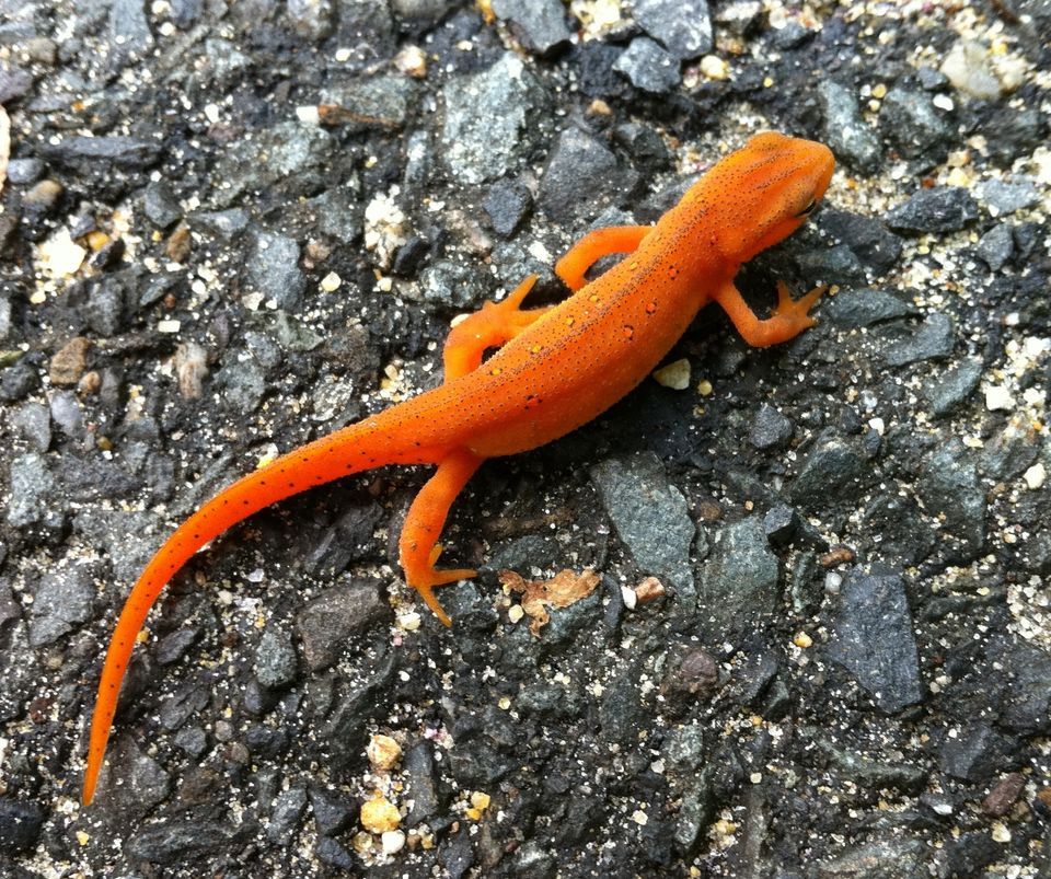 Salamander #13