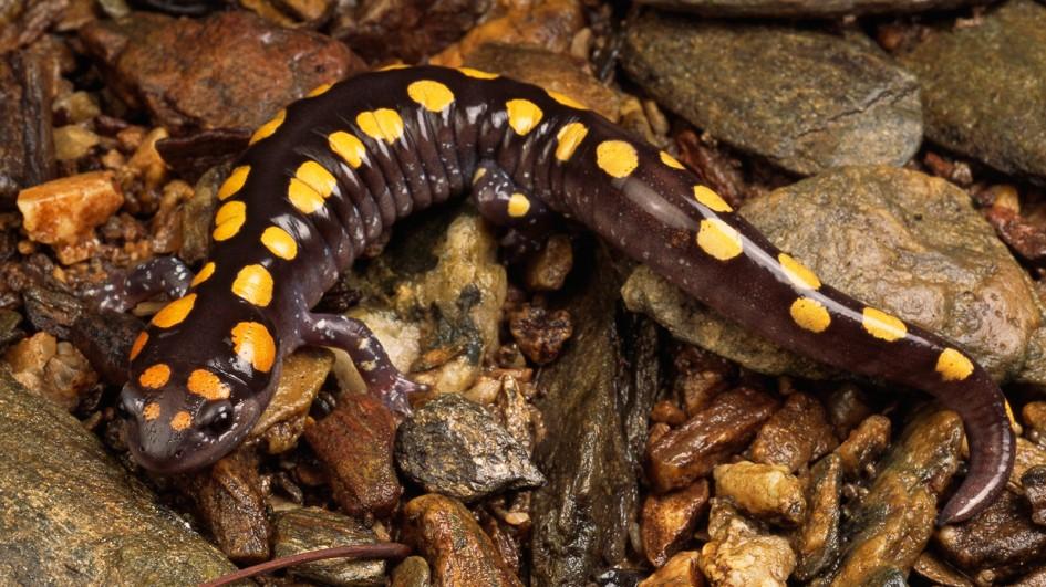 Salamander #17