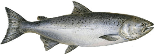 Images of Salmon | 500x178