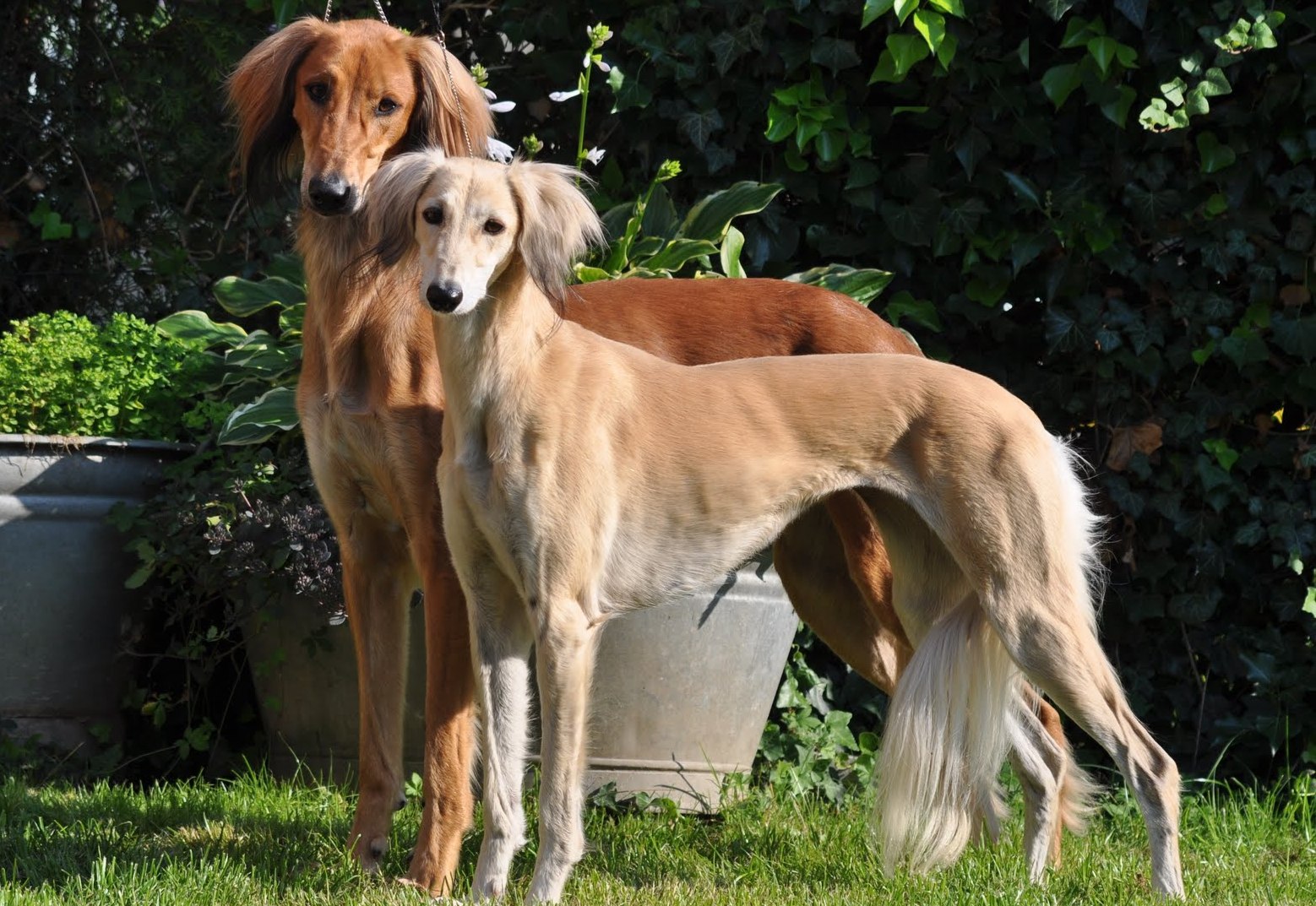 Saluki High Quality Background on Wallpapers Vista