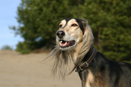 Amazing Saluki Pictures & Backgrounds