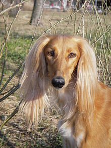 Amazing Saluki Pictures & Backgrounds