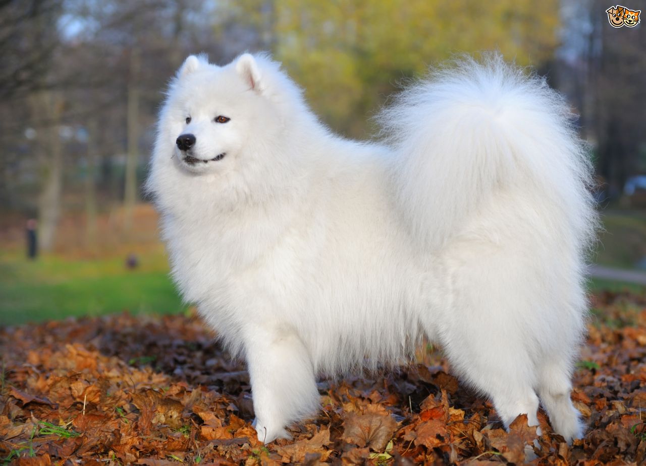 Samoyed Backgrounds, Compatible - PC, Mobile, Gadgets| 1280x925 px