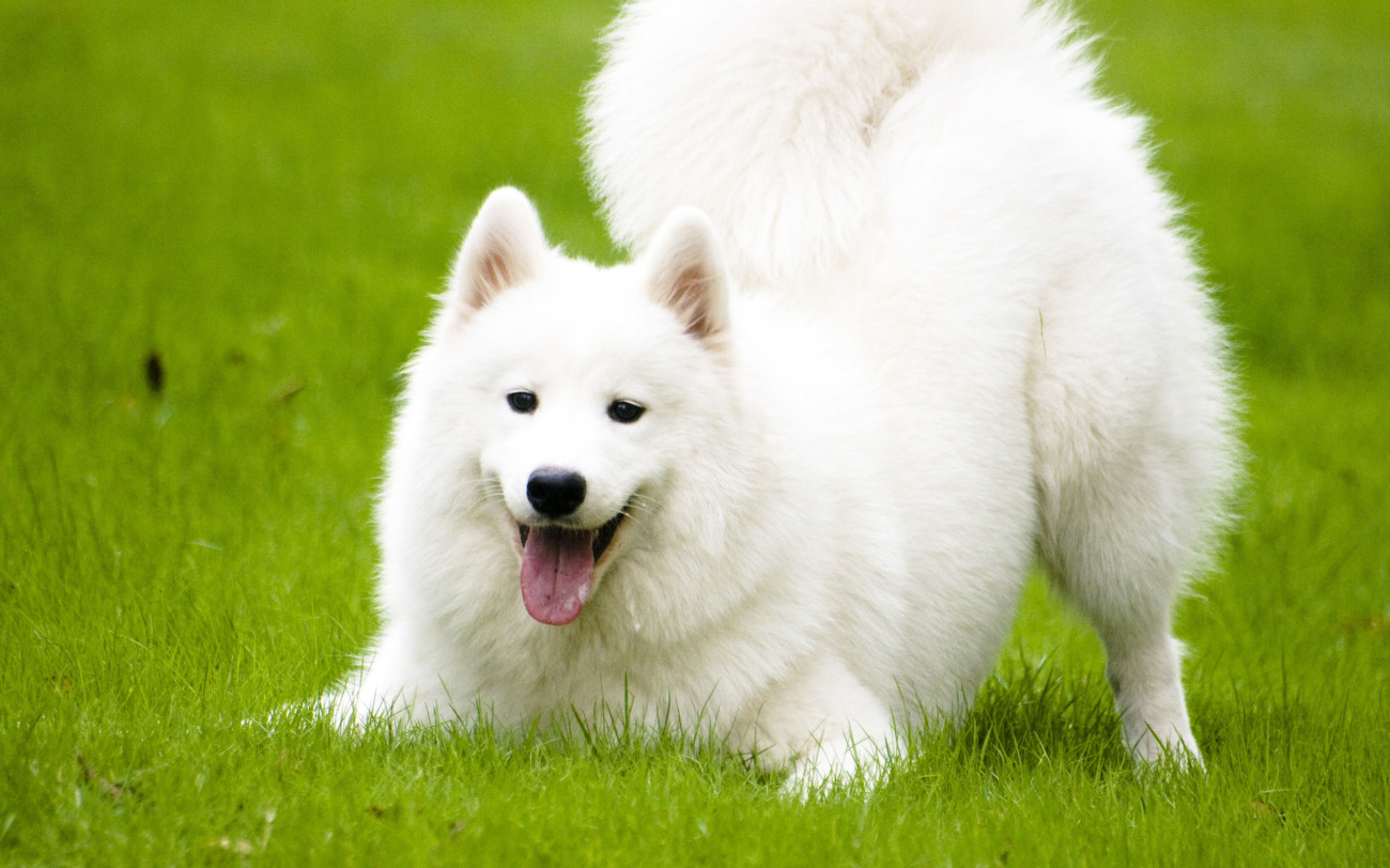 HQ Samoyed Wallpapers | File 244.76Kb