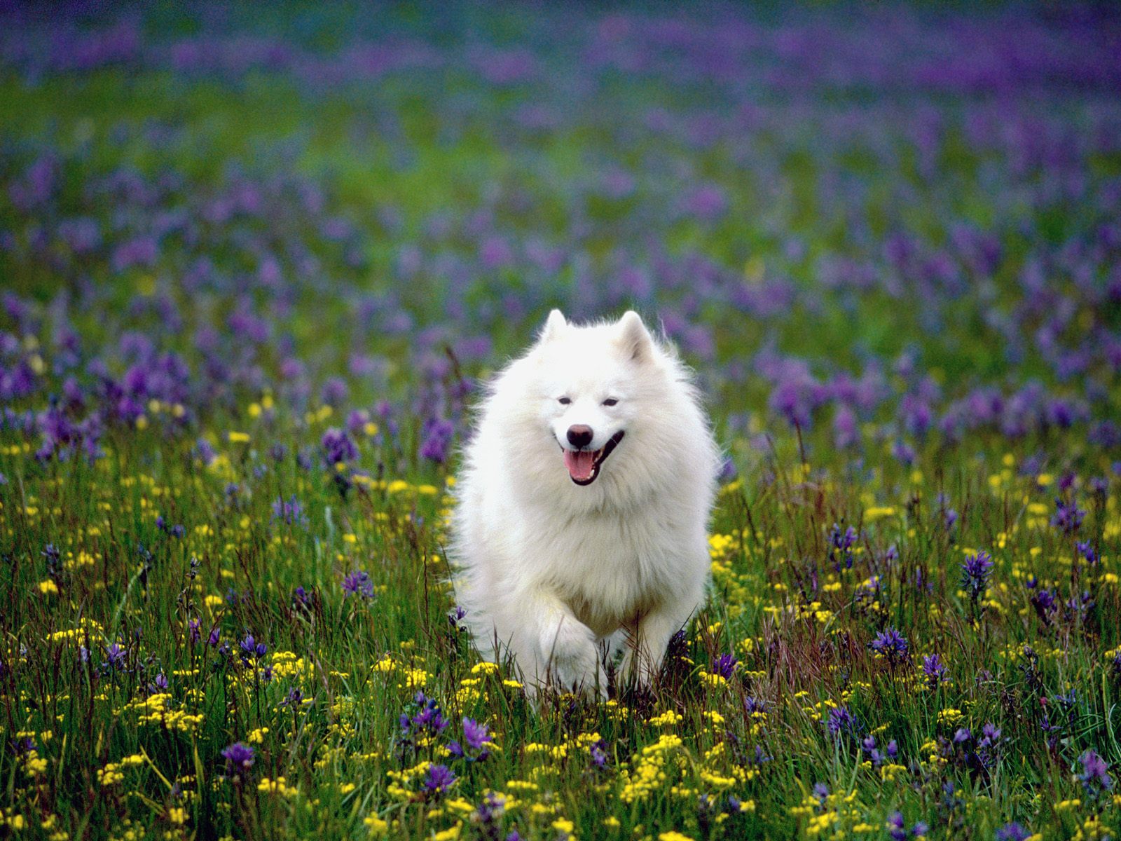 Samoyed Backgrounds on Wallpapers Vista