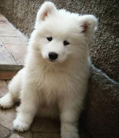 HQ Samoyed Wallpapers | File 26.71Kb