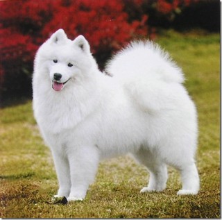 Samoyed Backgrounds on Wallpapers Vista