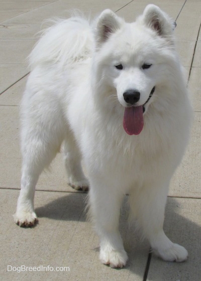 Samoyed Backgrounds, Compatible - PC, Mobile, Gadgets| 400x559 px