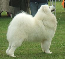 Samoyed High Quality Background on Wallpapers Vista