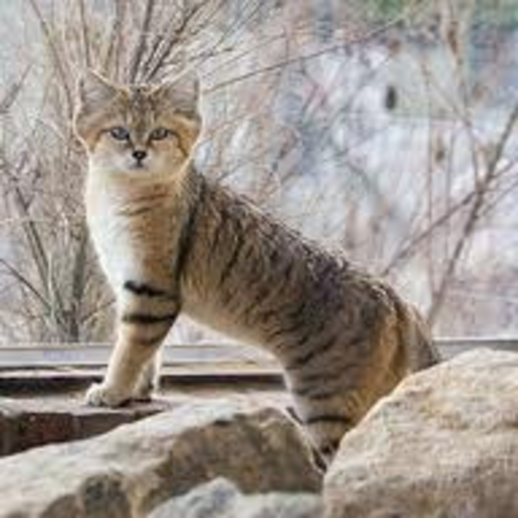 Sand Cat High Quality Background on Wallpapers Vista