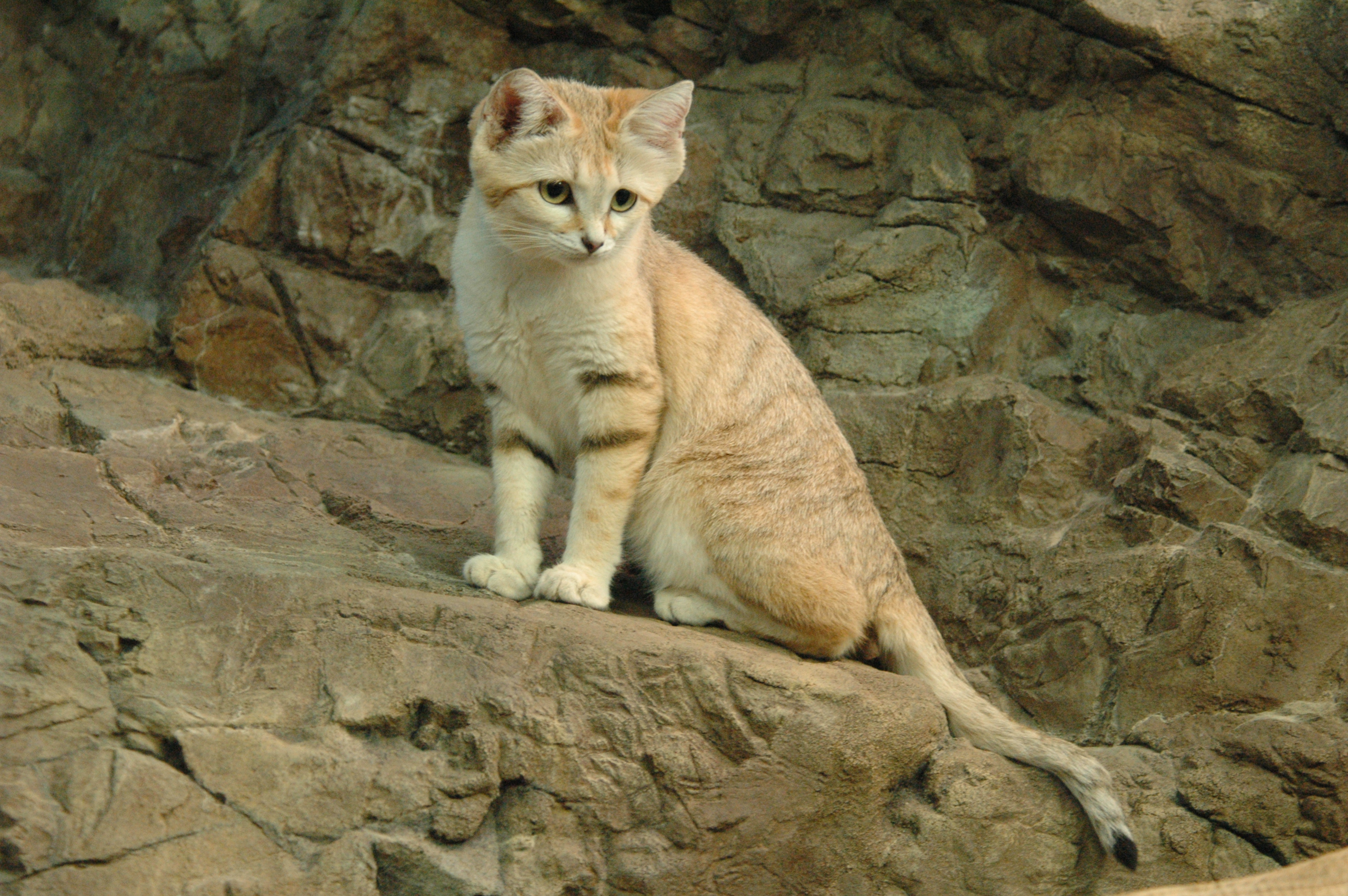 3008x2000 > Sand Cat Wallpapers