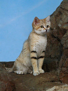Sand Cat High Quality Background on Wallpapers Vista